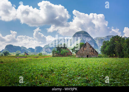 Champ de tabac dans le Parc National de Vinales, UNESCO World Heritage Site, province de Pinar del Rio, Cuba, Antilles, Caraïbes, Amérique Centrale Banque D'Images