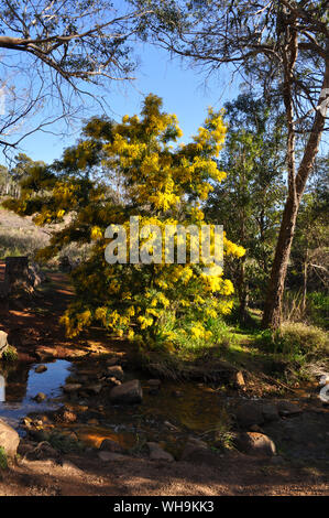 Wattle Creek et arbre en fleur, Whistlepipe Gully à pied, Parc Régional de Mundy, collines de Perth, Australie occidentale, Australie Banque D'Images