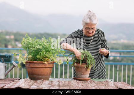 Senior woman with potted plants sur son toit-terrasse, Padova, Italie Banque D'Images