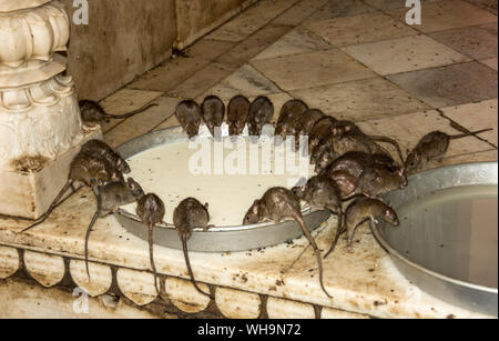 Temple Karni Mata (temple des Rats), Deshnok, Bikaner, Rajasthan, Inde, Asie Banque D'Images