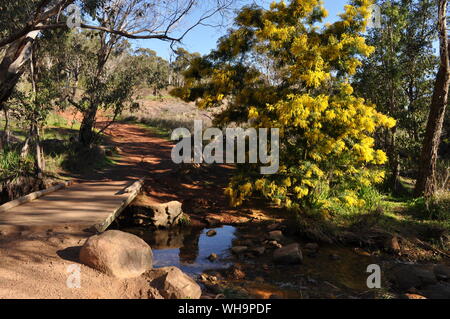 Wattle Creek et arbre en fleur, Whistlepipe Gully à pied, Parc Régional de Mundy, collines de Perth, Australie occidentale, Australie Banque D'Images