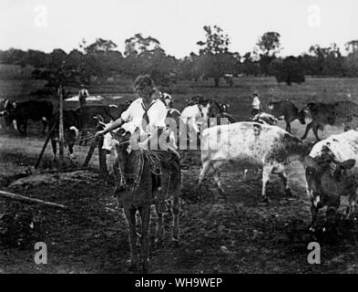 WW1 : Les bovins drover. Les filles qui travaillent sur le terrain. Banque D'Images