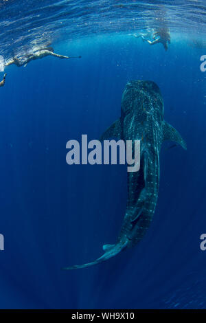 Les touristes en apnée avec un requin-baleine (Rhincodon typus) dans le compartiment de Honda, Palawan, Philippines, Asie du Sud, Asie Banque D'Images