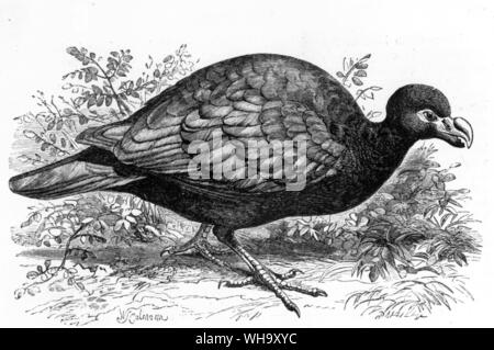 Pigeon à bec de la dent (Didunculus strigirotris), un dodo-comme oiseau de Samoa Banque D'Images
