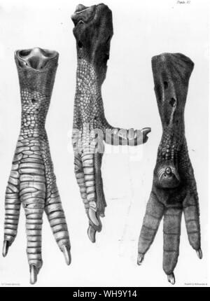 Vues latérales et arrière du dodo pied conservé au British Museum (Natura). Lithographie de S.E. Strickland et A.G. Melville, le Dodo et sa famille (Londres, 1848) Banque D'Images