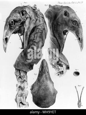 Tête et cou séché du moindre Megalapterryx. Lithographie de James Erxleben des traductions de la Société zoologique de Londres, Vol 11 (1883), pl.59. - Hauteur de 110cm (3ft 6in) Banque D'Images