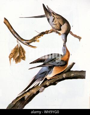 Les pigeons voyageurs (ci-dessus), homme (ci-dessous). L'aquatinte par J.J. Audubon et R. Havell d'Audubon's les plus jeunes oiseaux d'Amérique (Londres, 1827-38), pl.285. Banque D'Images