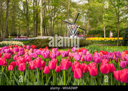 Les tulipes et les moulins à vent dans le Keukenhof jardin, Lisse, Hollande méridionale, Pays-Bas, Europe Banque D'Images