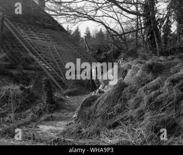 Les toitures en cours à Longstock dans Hampshire.. Blé peignés reed est utilisé ici.. . Banque D'Images