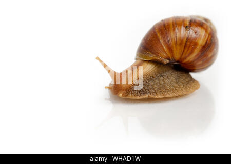 Escargot sur fond blanc Banque D'Images