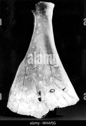 Un bœuf scapula traités pour la prise d'oracle, fouillé en 1971 à Anyang, Honan. L'omoplate présente de petites fosses creusées à l'aide d'un burin au bord de laquelle un point de bronze a été appliqué. À partir de la forme de la fissure fourchue ainsi causé sur l'autre côté de l'os ont été lus réponses aux questions qui sont inscrits. Entre les mailles d'une ligne caractéristique avec un épi court a donné la forme typique de la pu idéogramme "à prendre un oracle'. Le site inscrit le bon choix des peines victimes animales pour des sacrifices aux ancêtres identifiés par le numéro d'un jour (leur offrant la journée) dans le cycle de dix jours. L Banque D'Images