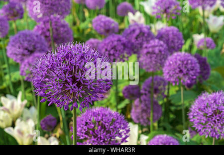 Oignon (Allium Giganteum géant) en fleurs. Domaine de l'Allium / oignon ornemental. Quelques boules de floraison des fleurs d'Allium. Banque D'Images