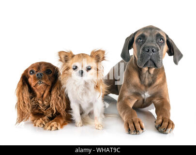 Trois chiens in front of white background Banque D'Images