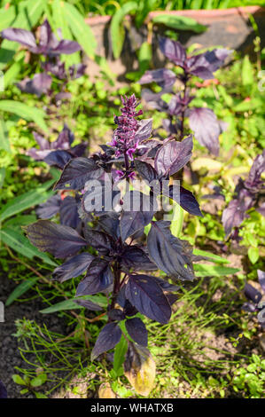 Basilic en fleurs dans le jardin. Fleurs de près. Banque D'Images