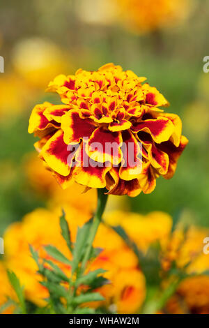 Close-up of single bicolor orange et rouge profond de la fleur 'Colosse' Marigold, Tagetes patula 'Colosse', oeillet d'Inde 'Colosse". Banque D'Images