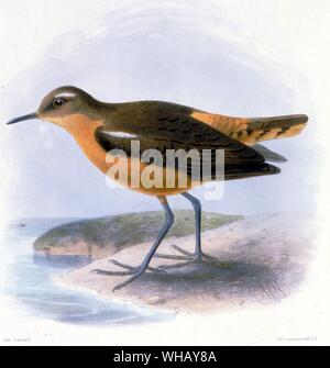 White Sand Piper à ailes. Oiseaux éteintes par Errol Fuller page 94. Une étude des espèces d'oiseaux disparues récemment avec des couleurs et des illustrations en noir et blanc. Banque D'Images