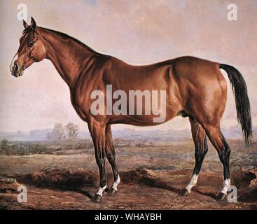 Le célèbre cheval de course, Lexington, est né en 1850, s'élevait à 15 mains (63 pouces), 3 pouces de haut, et le 2 avril 1855, a établi un record au cours Metaire à la Nouvelle Orléans en exécutant 4 milles en 7 minutes, 19 secondes 3/4.. Il a été le meilleur cheval produites en Amérique au 19e siècle. Comme l'homme O' War 67 ans plus tard, il représente une très longue lignée mâle américain, bien qu'il y avait beaucoup de sang importés récemment close up dans son pedigree. Il avait de l'endurance et de courage sans limites, et aussi la vitesse de pulvérisation qui lui a permis de distance ses adversaires dans de nombreuses courses het-. Il est devenu l'un des Banque D'Images