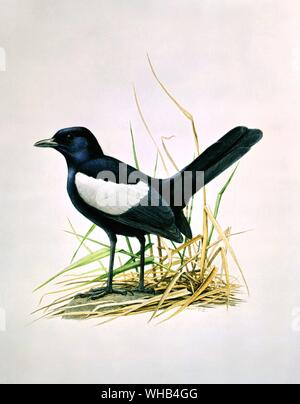 Illustration - oiseau pie chanteuse des Seychelles (est. de Fregate, de l'Océan Indien) par Paul Barruel. Banque D'Images