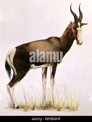 (Bontebok conservées à Swellendam, Afrique du Sud) - dessin de Jorg Kuhn. Le est une antilope Bontebok trouvés en Afrique du Sud et le Lesotho. Les deux sous-espèces a Bontebok Bontebok. Le (Damaliscus pygargus pygargus), qui se produit naturellement dans le fynbos et Renosterveld domaines de l' Ouest, et le Blesbok (Damaliscus pygargus phillipsi) se produisant dans le highveld.. Banque D'Images