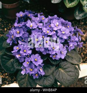 Saintpulia Deep blue Rhapsody - communément connu sous le nom de violette africaine, est un genre d'espèces de plantes à fleurs vivaces herbacées dans les gesnériacées, famille originaire de Tanzanie, et nommé d'après le Baron Walter von Saint Paul (1860-1910) qui a découvert l'usine de Tanganyika (Tanzanie) en Afrique.. Banque D'Images