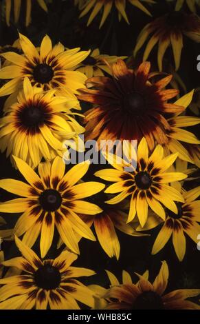 Rudbeckia hirta Tetra Gloriosa (Black Eyed Susan) . Banque D'Images