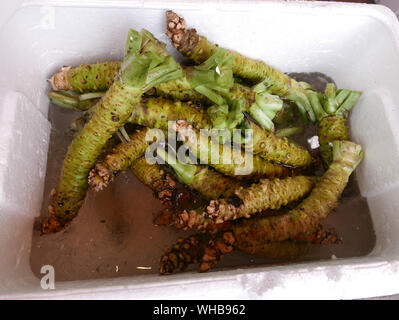 Japon - photo de Sean Sprague Marché de Tsukiji, à Tokyo. Frais de vente décrochage wasabi. Banque D'Images