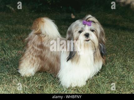 Shih Tzu Banque D'Images