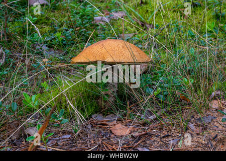 Le Leccinum versipelle mushroom (également connu sous le nom de Boletus testaceoscaber ou bouleau orange bolet) croissant dans le milieu de l'herbe mouillée et de la mousse dans le bois Banque D'Images