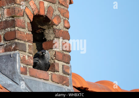 Un portrait d'une corneille assis sur son nid dans une brique de cheminée en pierre. C'est comme une cabane qu'avec certains dangers pour les personnes qui y vivent. Banque D'Images