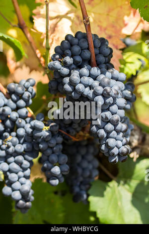 Les raisins mûrs avec des feuilles pourpres dans un état naturel, le vignoble des Pouilles de raisins Primitivo pousse dans le sud de l'Italie, en particulier le Salento Banque D'Images