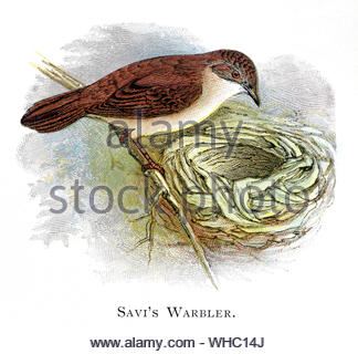 Savi's Warbler (Locustella luscinioides) au nid avec des oeufs, vintage publié dans illustration 1898 Banque D'Images