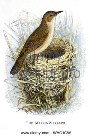 Marsh Warbler (Acrocephalus palustris) au nid avec des oeufs, vintage publié dans illustration 1898 Banque D'Images