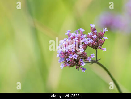 Gros plan macro fleur pourpre de masse / Purpletop vervain argentin Verveine - Verbena bonariensis. Une fois les plantes médicinales utilisées en phytothérapie Banque D'Images