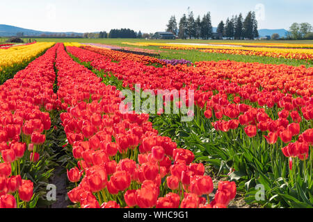 Multi-couleur lumineux paysage champ de tulipes. Banque D'Images