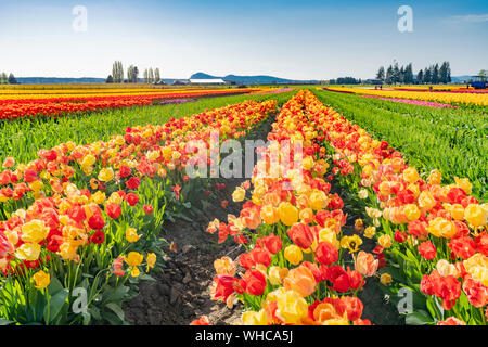 Multi-couleur lumineux, champ de tulipes avec ciel bleu sur la journée ensoleillée. Banque D'Images