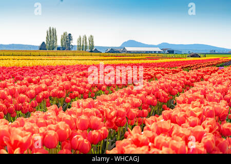 Champ de tulipes multicolores avec ciel bleu et grange en arrière-plan. Banque D'Images