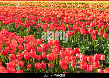Champs de tulipes multicolores dans le soleil. Banque D'Images