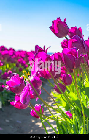 Tulipes violet dans la brise soufflant contre ciel ensoleillé. Banque D'Images