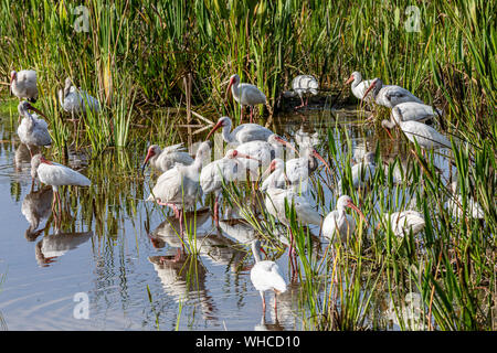 Les juvéniles et adultes Ibis blanc au soleil Banque D'Images