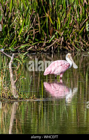 Spatule rosée dans le lac Banque D'Images