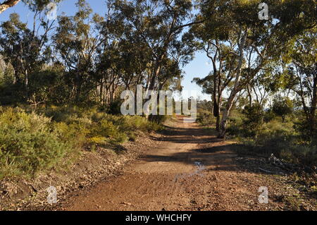 Piste de terre rouge et de la brousse, Whistlepipe Gully à pied, Parc Régional de Mundy, collines de Perth, Australie occidentale, Australie Banque D'Images