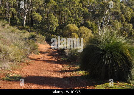 Piste de terre rouge et de la brousse, Whistlepipe Gully à pied, Parc Régional de Mundy, collines de Perth, Australie occidentale, Australie Banque D'Images