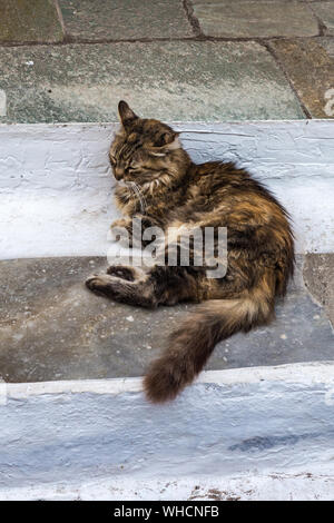 Un chat détente sur mur blanc à Hydra. Les chats errants dans l'île grecque, grèce Banque D'Images