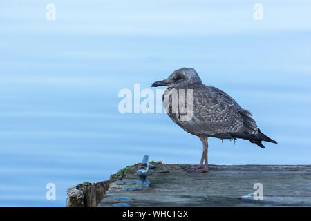 Jeune Mouette sur un quai Banque D'Images