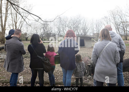 Vue arrière de parents et enfants à la ferme des porcs dans la campagne. Concept de l'éducation. Banque D'Images