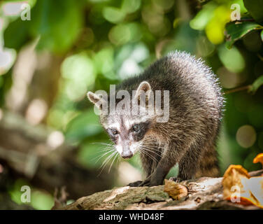 Portrait d'un petit raton laveur dans un parc au Costa Rica Banque D'Images