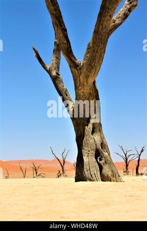 Photo verticale d'un grand arbre sans feuilles dans un désert avec dunes de sable et ciel clair en arrière-plan Banque D'Images