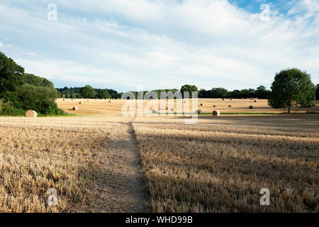 Harvest time round bottes de foin dans un champ Hampshire Banque D'Images