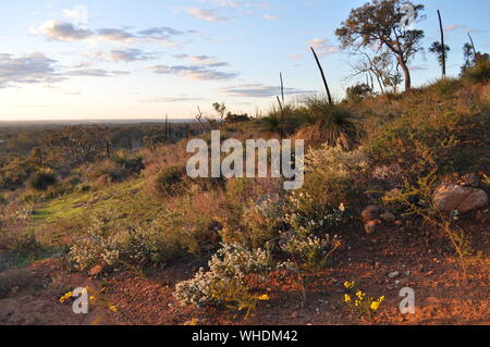 Heure d'or avec vue sur la brousse, eucalyptus, fleurs sauvages et arbres xanthorrhoea ou l'herbe au printemps, Whistlepipe Gully à pied, Mundy Pa régional Banque D'Images