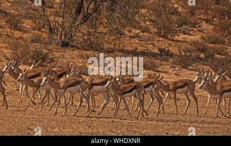 Troupeau de springbok en mouvement Banque D'Images